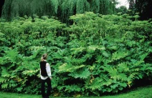 Zielona inwazja - 7 roślin, które stanowią zagrożenie dla człowieka