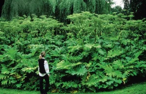 Zielona inwazja - 7 roślin, które stanowią zagrożenie dla człowieka