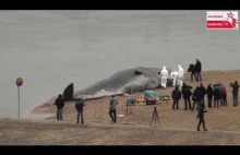 SZOK !? - Wieloryb nad Wisłą w Warszawie