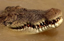 Australia: krokodyl przez 2 tygodnie więził kajakarza na bezludnej wyspie