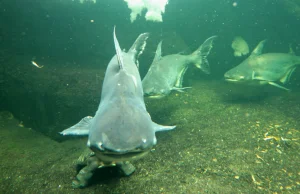 Aquarium Berlin - fotorelacja