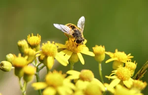 Pszczoła - owad, który potrafi zabić. Jej jad może uszkodzić twoje serce i nerki