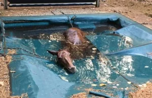 Żywy koń w spalonej wiosce w Kalifornii. Przetrwał, bo wpadł do basenu