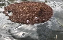 Huragan Florence: miliony mrówek ognistych pływają na 'tratwach' z własnych ciał