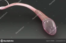 3D ilustracja spermy