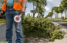 Pijani kierowali ruchem i wycinali drzewa