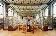 Galeria Paleontologii i Anatomii Porównawczej w Paryżu, Francja