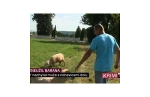 TV JOJ: mężczyzna zgwałcił barana na Słowacji! [Wideo