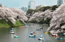 Tokio podczas kwitnienia wiśni- zdjęcia