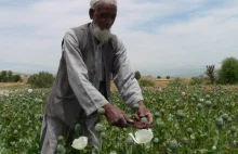 Afgańskie narkotyki kością niezgody pomiędzy Rosją i NATO