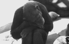 Szympansy stały się podmiotem prawa?