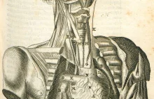 Ciało człowieka. Niezwykłe ryciny z XVII-wiecznego atlasu anatomii