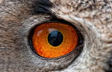 Oczy zwierząt