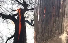 W Ohio natrafiono na przerażające "piekielne drzewo"