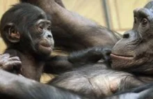 Młode bonobo są jak ludzkie dzieci