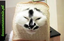 Inbread cats, czyli koty w chlebie. Skąd wziął się zwyczaj?