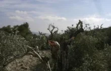 Osadnicy niszczą gaje oliwne Palestyńczyków