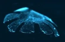 Naukowcy stworzyli sztuczną meduzę