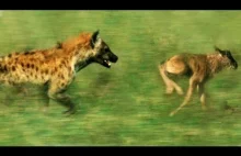 Głodna hiena i niesamowity instynkt przetrwania nowonarodzonego gnu