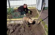 Niedźwiadek pomaga kobiecie w ogródku