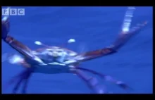 Latający krab atakuje nogi ptaków pływających. Atakuje też kamerę filmującą go.