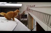 Kot skaczący z zaśnieżonego dachu samochodu