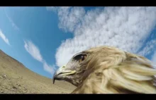 GoPro: Polowanie na lisa z perspektywy orła