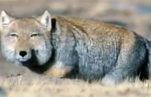 Galeria zwierząt dziwnych, nieznanych i na wymarciu - tybetański lis piaskowy