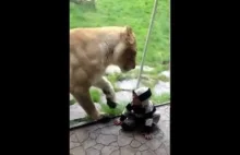Lew usiłuje pożreć dziecko