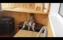 Kot medytujący w rzadko spotykany sposób.