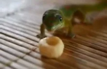 Gekony uwielbiają Cheeriosy