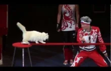 Rosyjskie koty cyrkowe