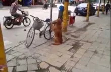 Pies pilnuje roweru właściciela