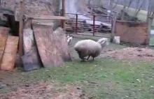 Owca bawiąca się z psem