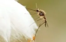 Komary piją nektar, a komarzyce krew. Naukowo o owadach