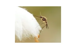 Komary piją nektar, a komarzyce krew. Naukowo o owadach