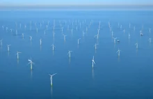 Morskie elektrownie wiatrowe to raj dla fok
