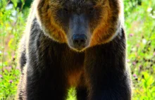 Niedźwiedź w Puszczy Białowieskiej