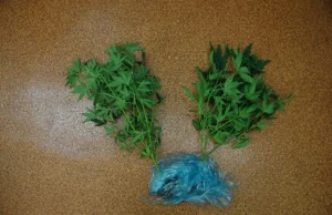 Policjanci ujęli Pablo Eskobara z 0,5 grama marihuany i 2 krzakami marihuany