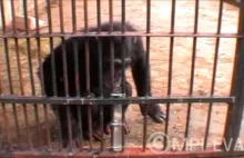 Szympansy korzystają z prawa Archimedesa