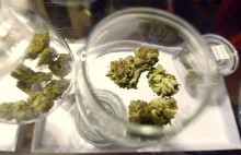 Oregon i Waszyngton D.C. legalizują marihuanę