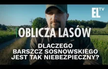 Dlaczego barszcz Sosnowskiego jest tak niebezpieczny? | Oblicza lasów #31