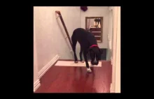 Pies boi się przejść przez otwarte drzwi.