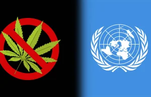 Najnowszy raport ONZ potępia legalizację marihuany. "Uzależnia i jest szkodliwa"