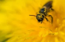 UE wprowadzi zakaz stosowania szkodliwych dla pszczół neonikotynoidów