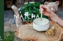 Zielona herbata Matcha. Jak przyrządzić idealną matchę?