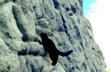 Kot "wspinaczkowy"