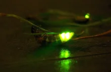 Zastosowanie bioluminescencji w metodach luminometrycznych
