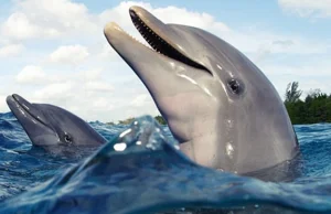 Delfiny są inteligentniejsze niż myślałeś