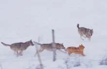 Wataha wilków zagania małego psa. Zaczyna się walka o życie.